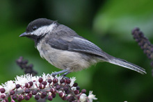 Black-capped Chickadee